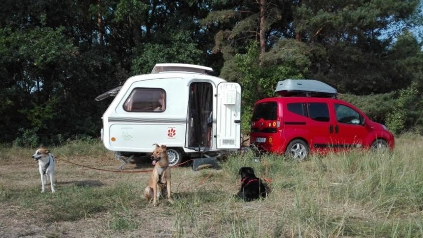 drei Hunde sitzen vor einem Wohnwagen
